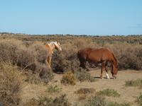 Puerto Madryn - Halbinsel Valdes