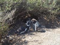 Puerto Madryn - Halbinsel Valdes, Magellan-Pinguin