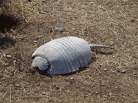 Puerto Madryn - Halbinsel Valdes, Gürteltier