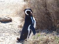 Puerto Madryn - Halbinsel Valdes, Magellan-Pinguin