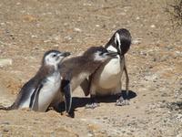 Puerto Madryn - Halbinsel Valdes, Magellan-Pinguin