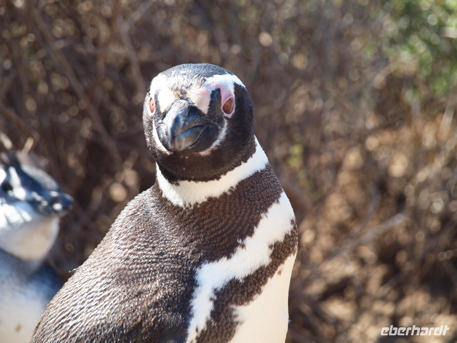 Puerto Madryn - Halbinsel Valdes, Magellan-Pinguin