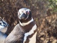Puerto Madryn - Halbinsel Valdes, Magellan-Pinguin