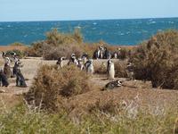 Puerto Madryn - Halbinsel Valdes, Magellan-Pinguin