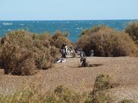 Puerto Madryn - Halbinsel Valdes, Magellan-Pinguin