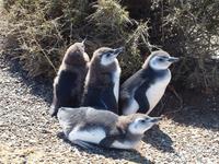 Puerto Madryn - Halbinsel Valdes, Magellan-Pinguin
