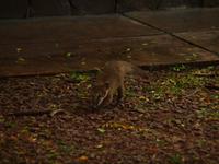 Iguazu Wasserfälle, Argentinien