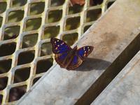 Iguazu Wasserfälle, Argentinien