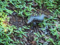 Iguazu Wasserfälle, Brasilien