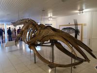 Puerto Madryn - Halbinsel Valdes, Besucherzentrum