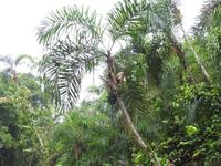 Putumayo Ecuador Regenwald