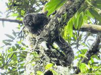 Regenwald - Ecuador- Affe
