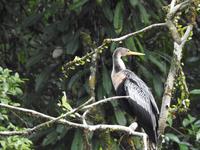 Regenwald - Ecuador - Schlangenhalsvogel