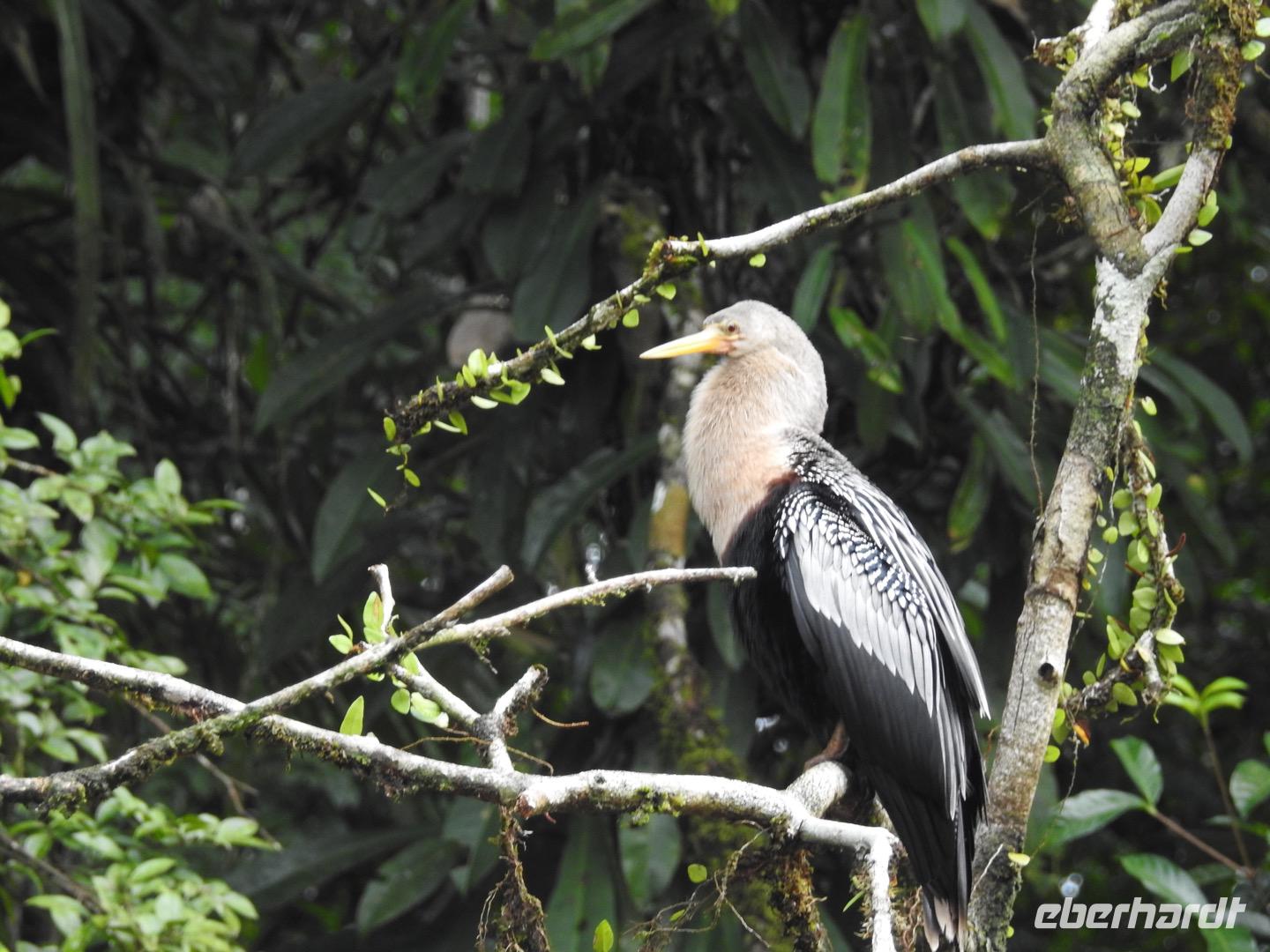 Regenwald - Ecuador - Schlangenhalsvogel