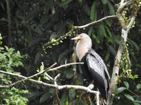 Regenwald - Ecuador - Schlangenhalsvogel