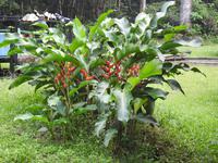 Tapir Lodge - Regenwald Ecuador
