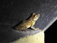 Tapir Lodge - Regenwald Ecuador