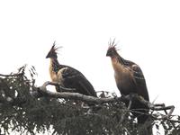 Stinkhühner oder Fauchhühner Regenwald Ecuador