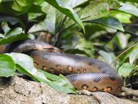 Boa - Regenwald Ecuador