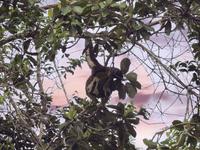 Faultier - Regenwald Ecuador