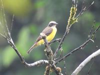 Regenwald - Ecuador