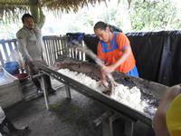 Manko Verarbeitung Regenwald Ecuador