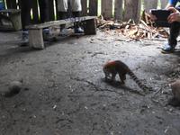 Ameisenbär Regenwald Ecuador