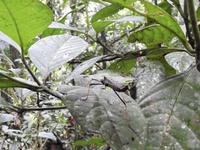 Stabheuschrecke Regenwald Ecuador
