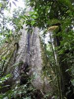 Kapoc Baum Regenwald Ecuador