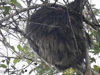 Faultier - Regenwald Ecuador