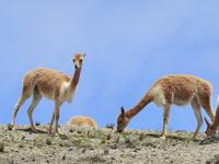 Vikuna Ecuador