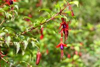 Rio Simpson Nationalpark