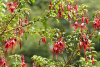 Rio Simpson Nationalpark