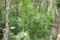 Rio Simpson Nationalpark