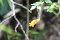 Rio Simpson Nationalpark