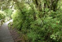 Rio Simpson Nationalpark