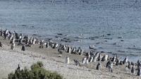 Punta Tombo, Magellanpinguine