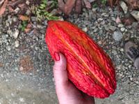 Kakaoplantage Ecuador Naranjal