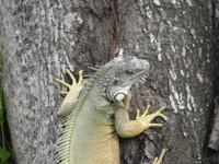 Ecuador Naranjal Echse