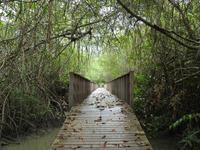 Mangrovenwald Ecuador