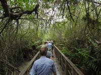 Mangrovenwald Ecuador