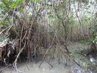 Mangrovenwald Ecuador