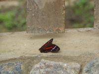 Mangrovenwald Ecuador