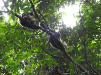 Ecoreservat Nähe Guayaquil