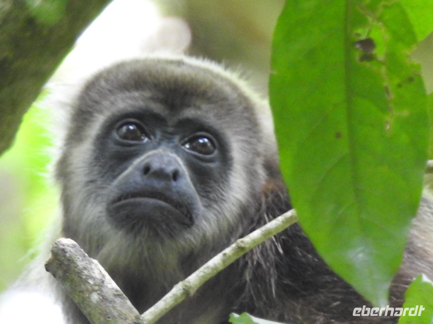 Ecoreservat Nähe Guayaquil Ecuador