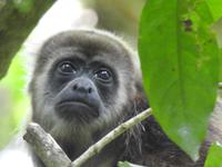 Ecoreservat Nähe Guayaquil Ecuador