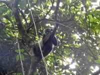 Ecoreservat Nähe Guayaquil Ecuador