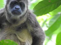 Ecoreservat Nähe Guayaquil Ecuador