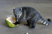 33_Nasenbär an Kokosnuss