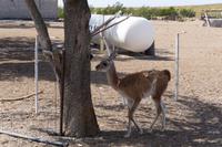 64_Ausflug Puerto Madryn